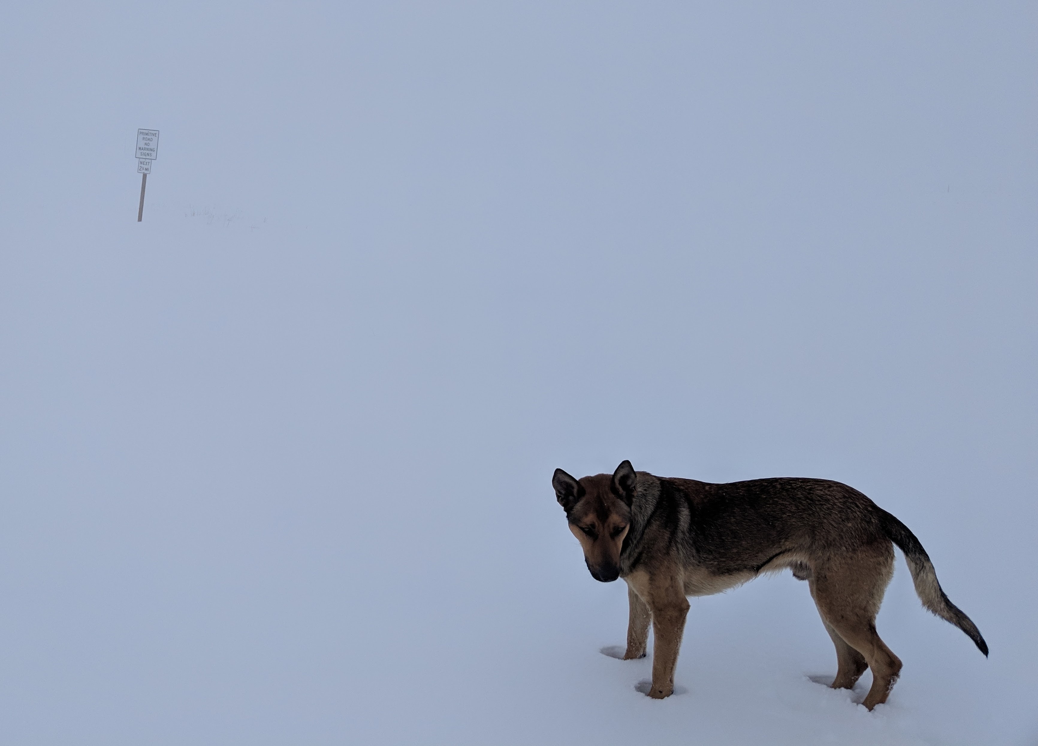 Dog standing in fog and snow in the Columbia Hills anticline with a sign saying 'Primitive Road, no warning signs', 2019